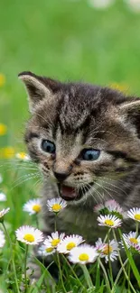 Kitten sitting in a field of daisies surrounded by green grass.