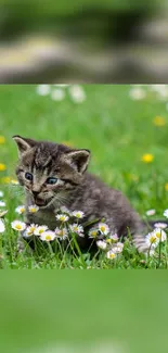 Cute kitten playing among daisies on green grass.