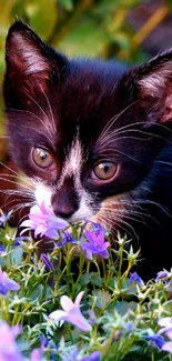 Black and white kitten sniffing purple flowers.