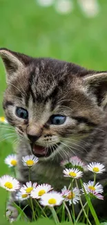 Cute kitten playing in green field with flowers.