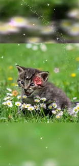 Adorable tabby kitten with stars and daisies on green field wallpaper.