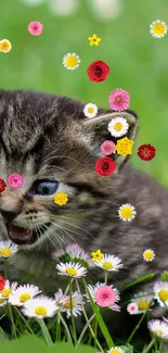 Cute kitten playing in a field of colorful flowers and green grass.