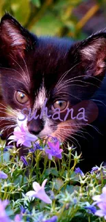 Cute black kitten sniffs vibrant purple flowers in garden.