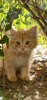 Adorable kitten surrounded by green foliage in forest setting.