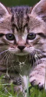 Adorable kitten walking in lush green grass, surrounded by small flowers.