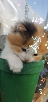 Cute kitten peeking from a small green pot.