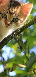 Cute kitten peeking through lush green tree branches.