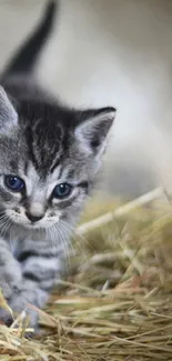 Grey kitten with blue eyes exploring hay bales.