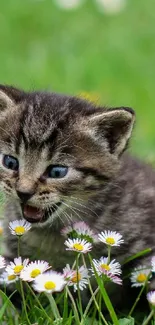 Playful kitten in a lush flower meadow backdrop.