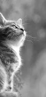 Cute grey kitten sitting against a lush green background.