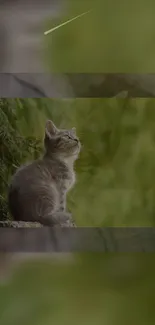 Adorable kitten sitting in lush green nature setting.