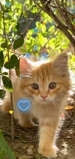 Cute orange kitten walking in nature with hearts.