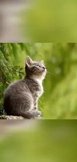 Adorable gray kitten sits surrounded by lush green leaves.