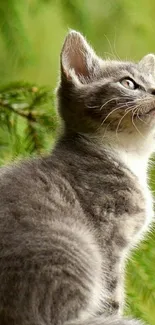 Cute gray kitten with green foliage background.