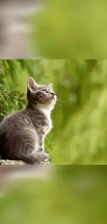 Cute grey kitten beside lush green foliage in nature.