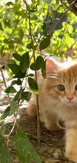 Orange kitten exploring in green leaves outdoors.