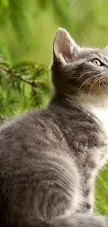 Gray kitten sitting peacefully amidst lush green nature.