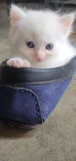 Adorable white kitten nestled in a shoe on a concrete floor.