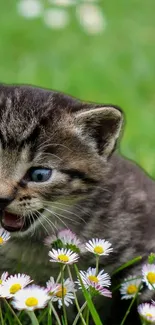 Adorable kitten in green field with flowers.