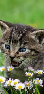 Adorable kitten surrounded by daisies in a lush green field.