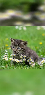 Cute kitten sitting among daisies in a green meadow with spring blooms.