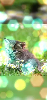 Cute kitten in meadow with daisy flowers and colorful bokeh effects.