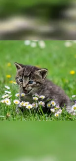 Cute tabby kitten playing in a green meadow with daisies.