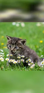 Cute kitten in a meadow with daisies and green grass.