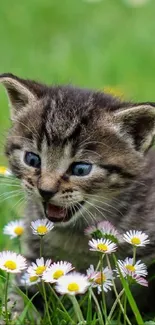 Cute kitten playing in a meadow with daisies and green grass.