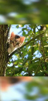 Adorable kitten peeking from a tree branch in a lush green setting.