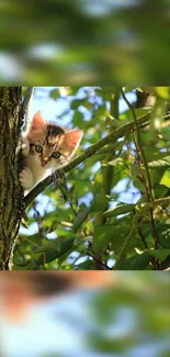 Cute kitten peeking from a tree amidst green leaves.