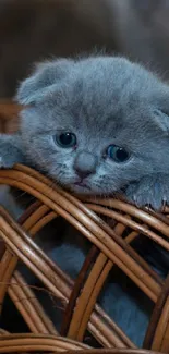 Cute gray kitten peeking out of a wicker basket.