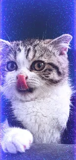 Cute kitten licking nose with teal background, perfect for mobile wallpaper.