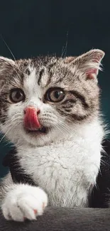 Playful kitten licking its nose, ideal for a cat-themed wallpaper.