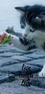 Cute black and white kitten plays on cobblestones with 'live laugh love' text.