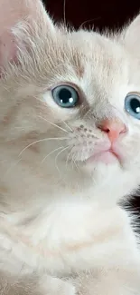 Close-up of a light beige kitten with blue eyes and text saying 'hi there'.