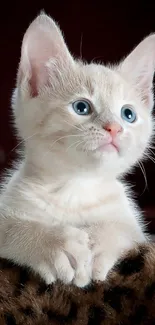 Adorable cream kitten with blue eyes on a mobile wallpaper.