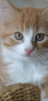 Adorable orange and white kitten in a basket.