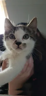 Playful kitten held gently in hands with a cozy gray background.