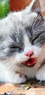 Cute yawning gray and white kitten on a sunny day.