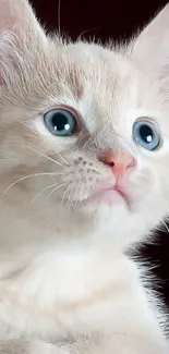 Adorable beige kitten with blue eyes mobile wallpaper.