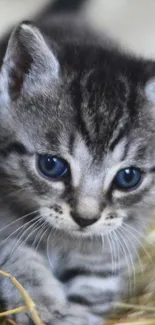 Adorable kitten with blue eyes on hay