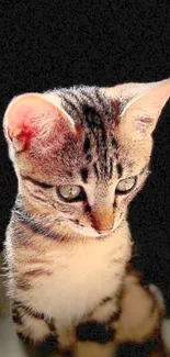 Adorable tabby kitten on a dark background.