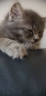 Adorable gray kitten resting on a dark surface, perfect for a soothing wallpaper.