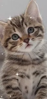 Adorable tabby kitten against a neutral background.