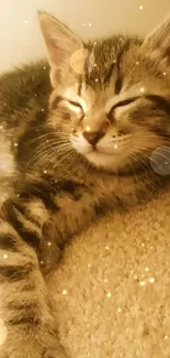 Adorable tabby kitten sleeping on soft carpet.