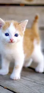 Adorable orange and white kitten on wooden floor background.