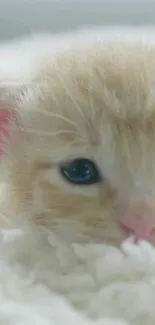 Adorable fluffy kitten lying down in soft focus background.