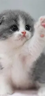 Cute fluffy gray and white kitten raising paw.