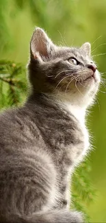 Grey kitten sitting in lush green nature scene.